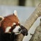 レッサーパンダ
