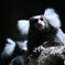Tamarin