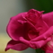 卓上の薔薇