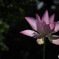 蓮花の光