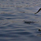 Escape from the hot seawater