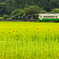 緑の中の蕾たち