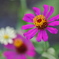 夏の朝の花～２