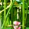 花筏