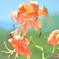 tiger lily