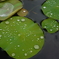 雨上がり