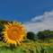 夏に向かう