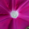 道端に咲く花
