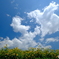 放つ夏空
