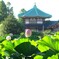 上野不忍池 (2)