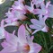 三度目の開花