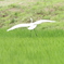 ダイサギ舞う