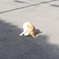 ねこ(2018)