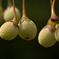 Styrax japonica