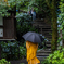 雨のあじさい寺