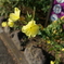 早朝に待宵草咲き残る