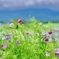 野辺山のコスモス。
