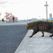 江戸川の猫たち