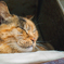 江戸川の猫たち