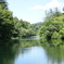 夏の雲場池　②