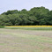 昭和記念公園【原っぱ東花畑のヒマワリ(24-70mm)】①20250807