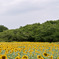 昭和記念公園【原っぱ東花畑のヒマワリ(24-70mm)】②20250807