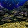 Yellow Fins