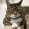 ねこ