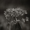 紫陽花