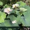はすが咲く