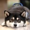 あつくてボクはとけちゃうよ