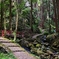 森の小川