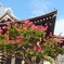 太融寺と百日紅
