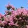 夏の花