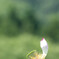黄昏