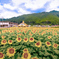夏色の記憶