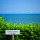 夏　SAKURAGUMI