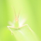 毎年君の姿を見ると、お盆が来るんだなって思うんだ。