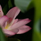 蓮の花