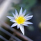 夏の花