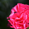 花上の探検者