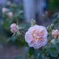 2025/06/12 Rose collection ♡ 15