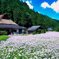 北山友禅菊
