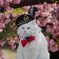 河津桜と猫 