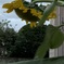 近づく夏の終わり