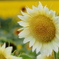 花_Aug2025