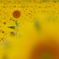 花_Aug2025