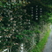 写真句：道端の花24：アベリアの道