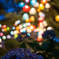 lantern night