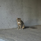 ねこちゃん